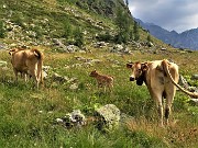 67 Mucche solitarie con vitello